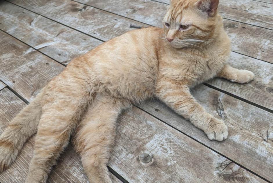 Discovery alert Cat Male Stukely-Sud Canada